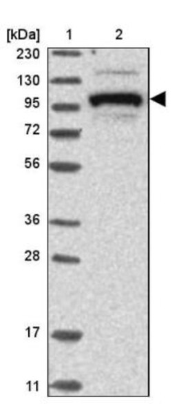 BICD2 Antibody, Novus Biologicals 25 &mu;L; Unlabeled:Antibodies, Polyclonal