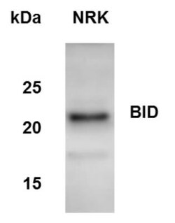 BID Antibody, Novus Biologicals 0.05mL; Unlabeled:Antibodies, Polyclonal