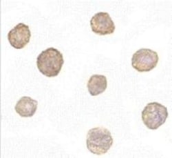 Bim Antibody (1C2H4) - BSA Free, Novus Biologicals 0.1mg; Unlabeled:Antibodies,