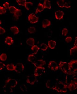 Bim Antibody (1C2H4) - BSA Free, Novus Biologicals 0.1mg; Unlabeled:Antibodies,