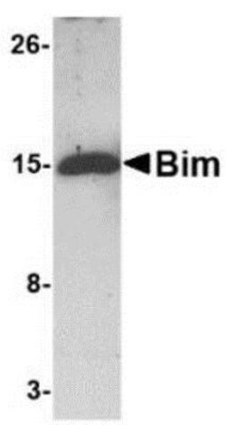 Bim Antibody (1C2H4) - BSA Free, Novus Biologicals 0.1mg; Unlabeled:Antibodies,