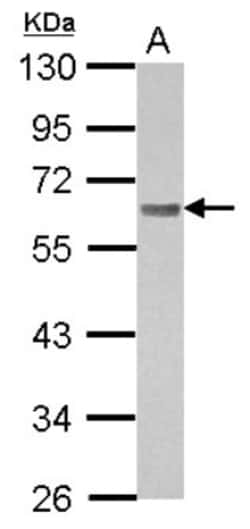 BIN1 Antibody, Novus Biologicals 0.1 mL | Buy Online | Novus Biologicals | Fisher Scientific