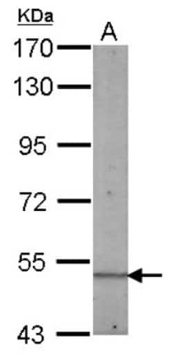 BIN1 Antibody, Novus Biologicals 0.1 mL | Buy Online | Novus Biologicals | Fisher Scientific