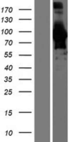 Novus Biologicals&trade;&nbsp;BIN1 Overexpression Lysate