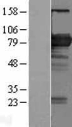 Novus Biologicals&trade;&nbsp;BIN2 Overexpression Lysate