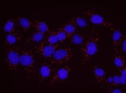 BIRC6 Antibody, Novus Biologicals 0.1mL; Unlabeled:Antikörper