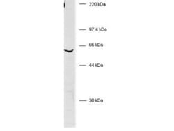 BIVM Antibody - C-terminus, Novus Biologicals 0.05mL; Unlabeled:Antibodies,