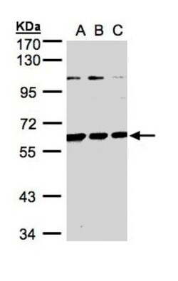 BIVM Antibody, Novus Biologicals 0.1mg; Unlabeled:Antibodies, Polyclonal
