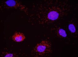 BLAP75 Antibody, Novus Biologicals 0.1mL; Unlabeled:Antibodies, Polyclonal