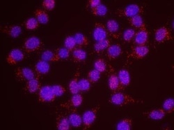 BLAP75 Antibody, Novus Biologicals 0.1mL; Unlabeled:Antibodies, Polyclonal