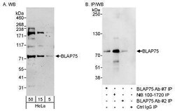 BLAP75 Antibody, Novus Biologicals 0.1mL; Unlabeled:Antibodies, Polyclonal