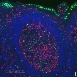 BLIMP1/PRDM1 Antibody (3H2-E8) - BSA Free, Novus Biologicals 0.1mL; Unlabeled:Antibodies,