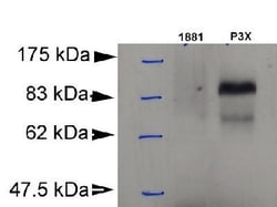 BLIMP1/PRDM1 Antibody (3H2-E8) - BSA Free, Novus Biologicals 0.1mL; Unlabeled:Antibodies,