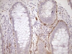 BLNK Antibody (OTI4C9), Novus Biologicals 0.1mL; Unlabeled:Antibodies,