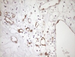 BLNK Antibody (OTI4C9), Novus Biologicals 0.1mL; Unlabeled:Antibodies,