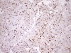 BLNK Antibody (OTI4C9), Novus Biologicals 0.1mL; Unlabeled:Antibodies,
