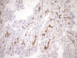 BLNK Antibody (OTI4C9), Novus Biologicals 0.1mL; Unlabeled:Antibodies,