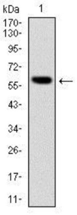 BLNK Antibody (5G9), Novus Biologicals 0.1 mL | Buy Online | Novus Biologicals | Fisher Scientific