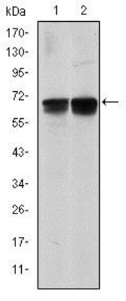 BLNK Antibody (5G9), Novus Biologicals 0.1 mL | Buy Online | Novus Biologicals | Fisher Scientific