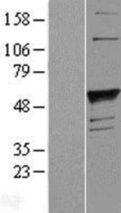 Novus Biologicals&trade;&nbsp;Fucosyltransferase 1/FUT1 Overexpression Lysate