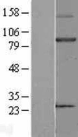 Novus Biologicals&trade;&nbsp;Kell Overexpression Lysate