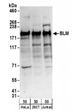 Blooms Syndrome Protein Blm Antibody, Novus Biologicals 0.1mg; Unlabeled:Antibodies,