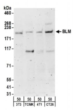 Blooms Syndrome Protein Blm Antibody, Novus Biologicals 0.1mg; Unlabeled:Antibodies,
