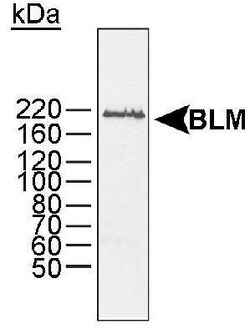Blooms Syndrome Protein Blm Antibody, Novus Biologicals 0.1mg; Unlabeled:Antibodies,