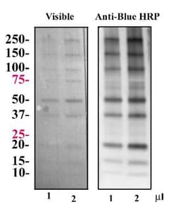 Blue Marker Antibody (6F4-F6), HRP, Novus Biologicals 0.1mL; HRP:Antibodies,