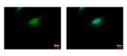 BLZF1 Antibody, Novus Biologicals 0.1mL; Unlabeled:Antibodies, Polyclonal