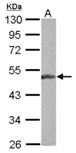 BLZF1 Antibody, Novus Biologicals 0.1mL; Unlabeled:Antibodies, Polyclonal