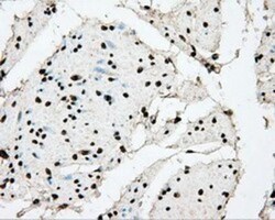 BMAL1 Antibody (OTI1C11), Novus Biologicals 0.1mL; Unlabeled:Antibodies,