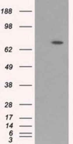 BMAL1 Antibody (OTI1C11), Novus Biologicals 0.1mL; Unlabeled:Antibodies,