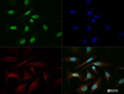 BMAL1 Antibody, Novus Biologicals:Antibodies:Primary Antibodies