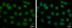 BMAL1 Antibody, Novus Biologicals 0.1mL; Unlabeled:Antibodies, Polyclonal