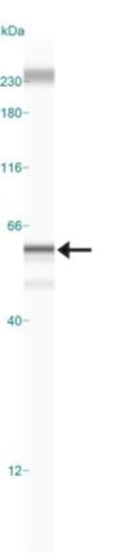 BMAL1 Antibody, Novus Biologicals:Antibodies:Primary Antibodies