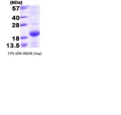 Novus Biologicals&trade;&nbsp;Recombinant Human Bmf T7 Protein