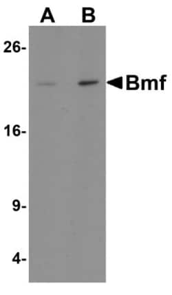 Bmf Antibody - BSA Free, Novus Biologicals 0.1mg; Unlabeled:Antibodies,