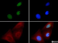 BMI-1 Antibody (LLBmi1-1) - BSA Free, Novus Biologicals:Antibodies:Primary
