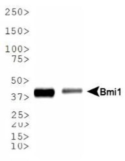 BMI-1 Antibody (LLBmi1-1) - BSA Free, Novus Biologicals:Antibodies:Primary