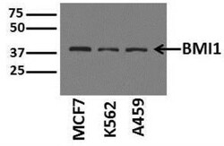 BMI-1 Antibody (LLBmi1-1) - BSA Free, Novus Biologicals:Antibodies:Primary