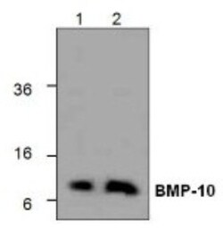 BMP-10 Rabbit anti-Human, Polyclonal, Novus Biologicals:Antibodies:Primary