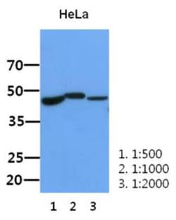 BMP-2 Antibody (15B3) - BSA Free, Novus Biologicals 100&mu;L; Unlabeled:Antibodies,