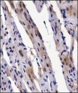 BMP-2 Antibody - BSA Free, Novus Biologicals 0.1mL; Unlabeled:Antibodies,