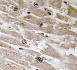 BMP-2 Antibody - BSA Free, Novus Biologicals 0.1mL; Unlabeled:Antibodies,