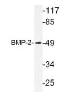 BMP-2 Antibody - BSA Free, Novus Biologicals 0.1mL; Unlabeled:Antibodies,