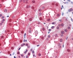 BMP-7 Antibody, Novus Biologicals 0.05mg; Unlabeled:Antibodies, Polyclonal