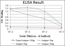 BMPR-II Antibody (3F6), Novus Biologicals:Antibodies:Primary Antibodies