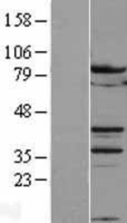 Novus Biologicals&trade;&nbsp;B-Myb Overexpression Lysate