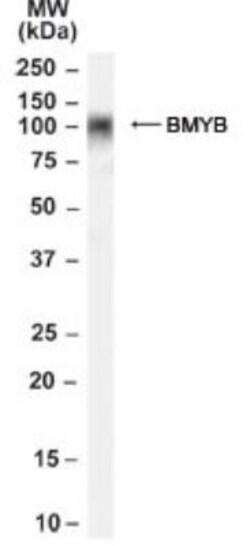 B-Myb Antibody, Novus Biologicals 0.1mg; Unlabeled:Antibodies